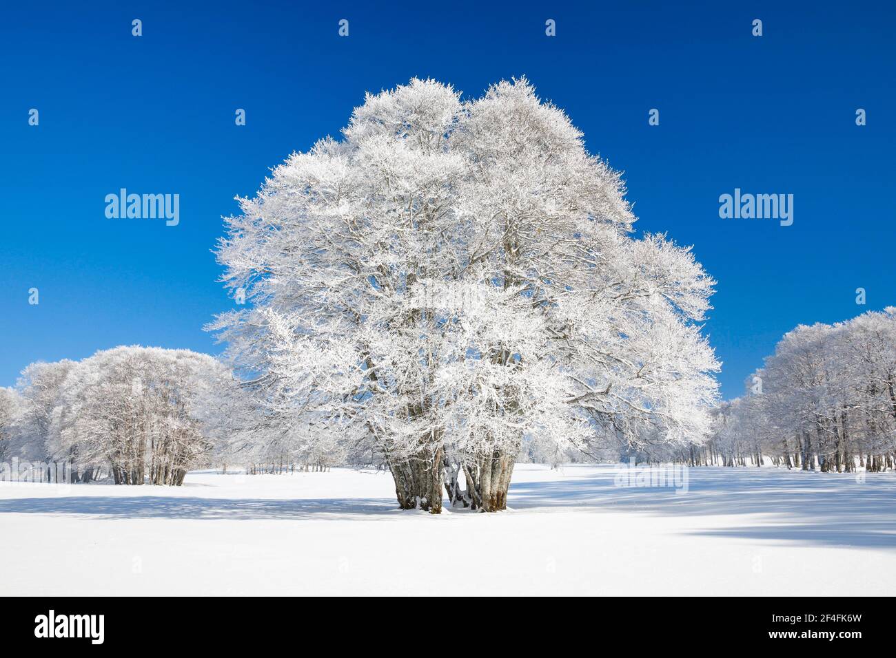 Große Buche bedeckt mit tiefem Schnee unter blauem Himmel in Neuchatel Jura, Schweiz Stockfoto