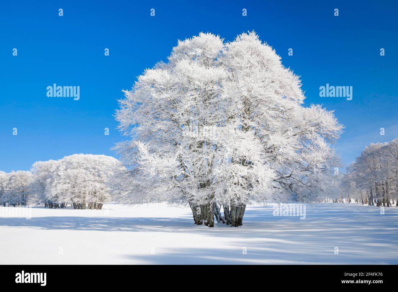 Riesige Buche bedeckt mit tiefem Schnee unter blauem Himmel im Neuchatel Jura, Schweiz Stockfoto