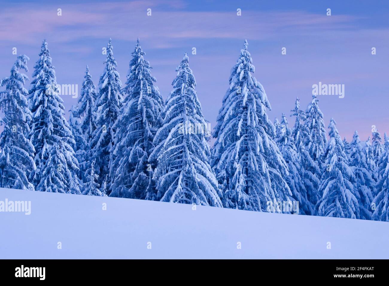 Verschneite Fichtenwälder am Ratenpass, Kanton Zug Schweiz Stockfoto