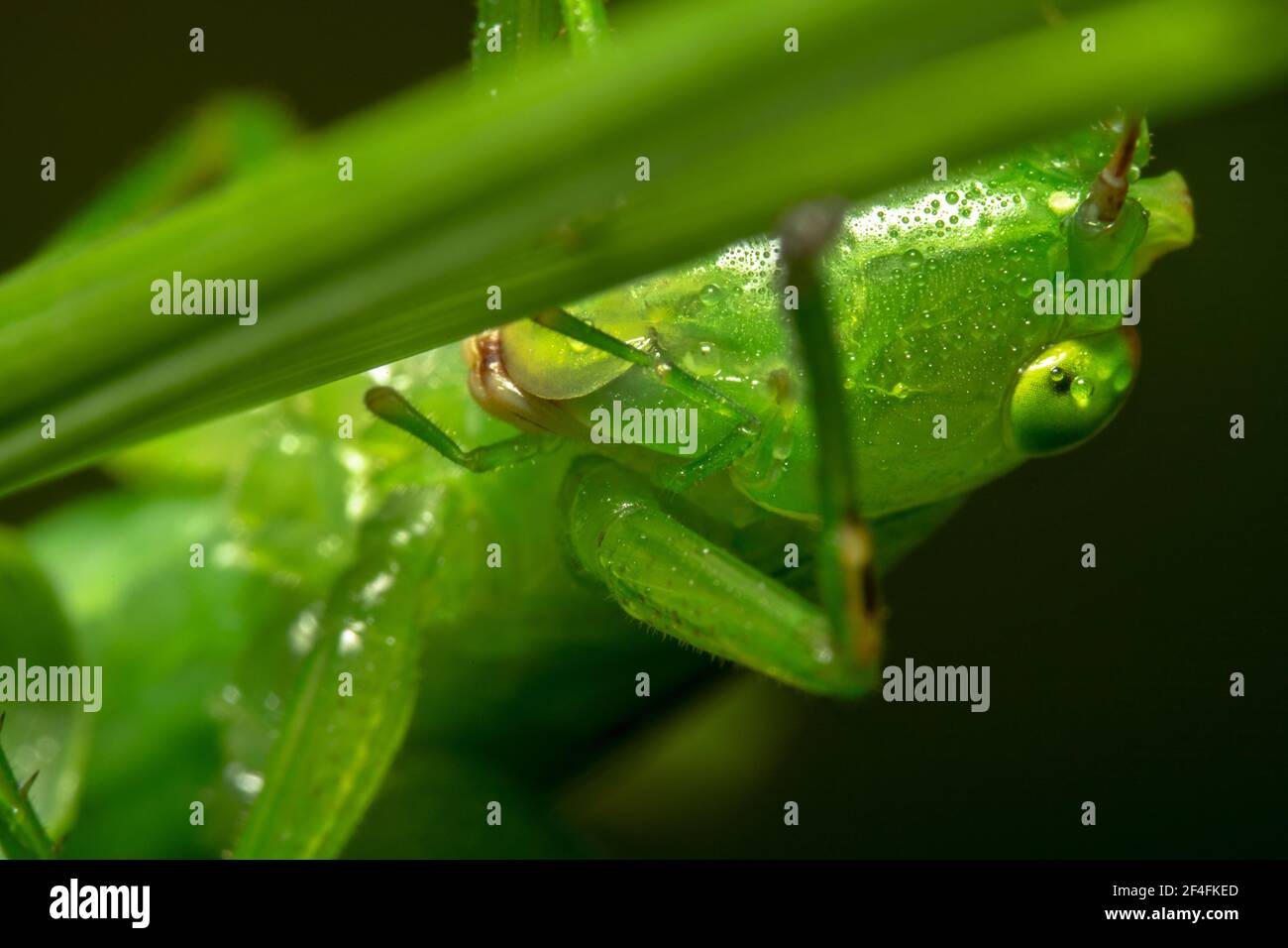 Dunkelgrüner Grastrichter, der mit winzigen grünen Augen herausschaut Stockfoto
