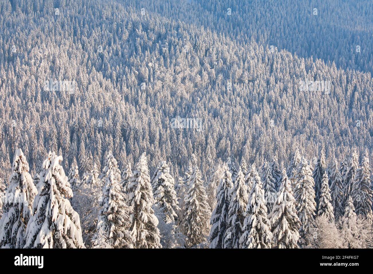 Verschneite Fichtenwälder am Ratenpass, Kanton Zug Schweiz Stockfoto