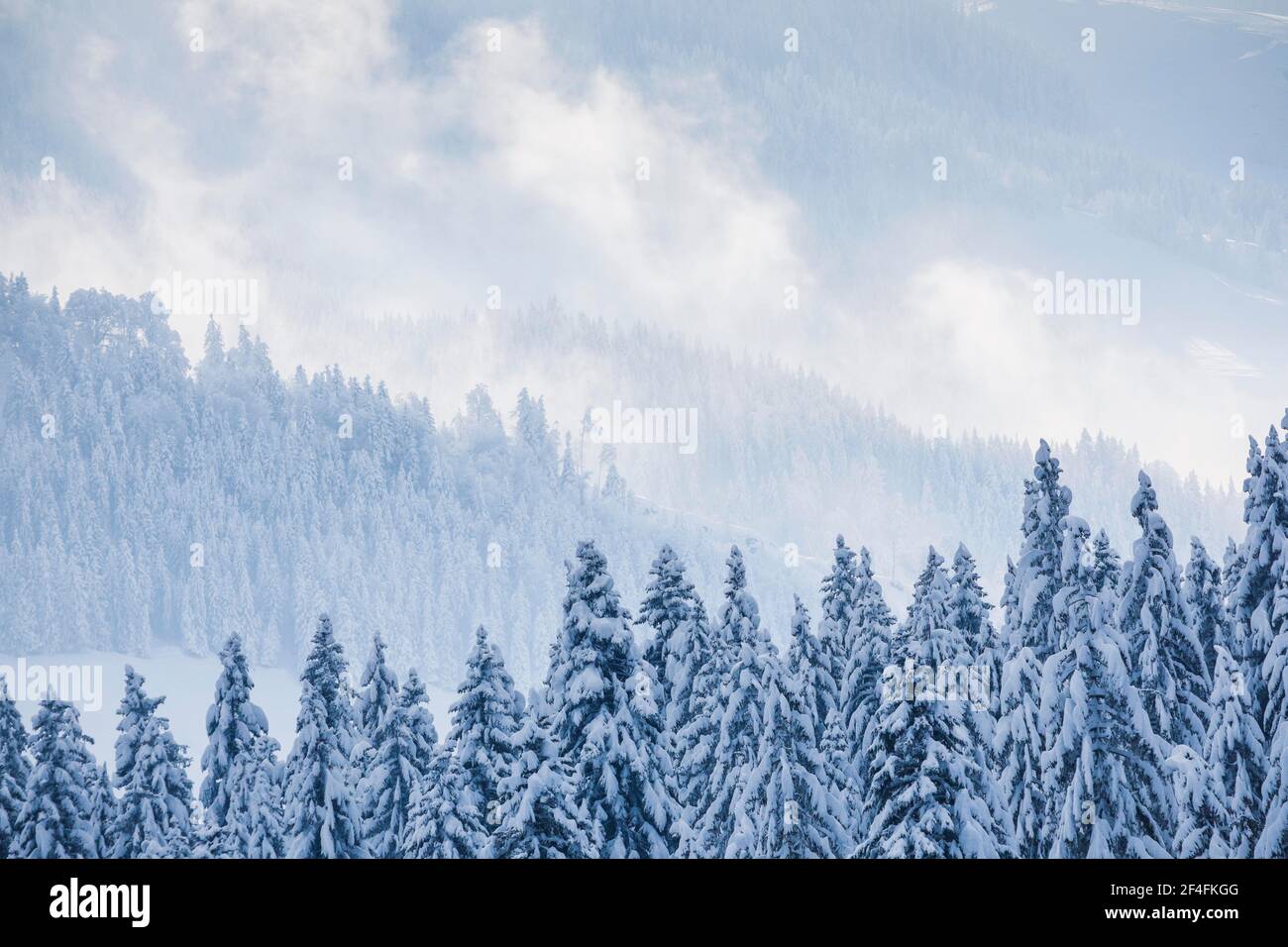 Verschneite Fichtenwälder am Ratenpass, Kanton Zug Schweiz Stockfoto