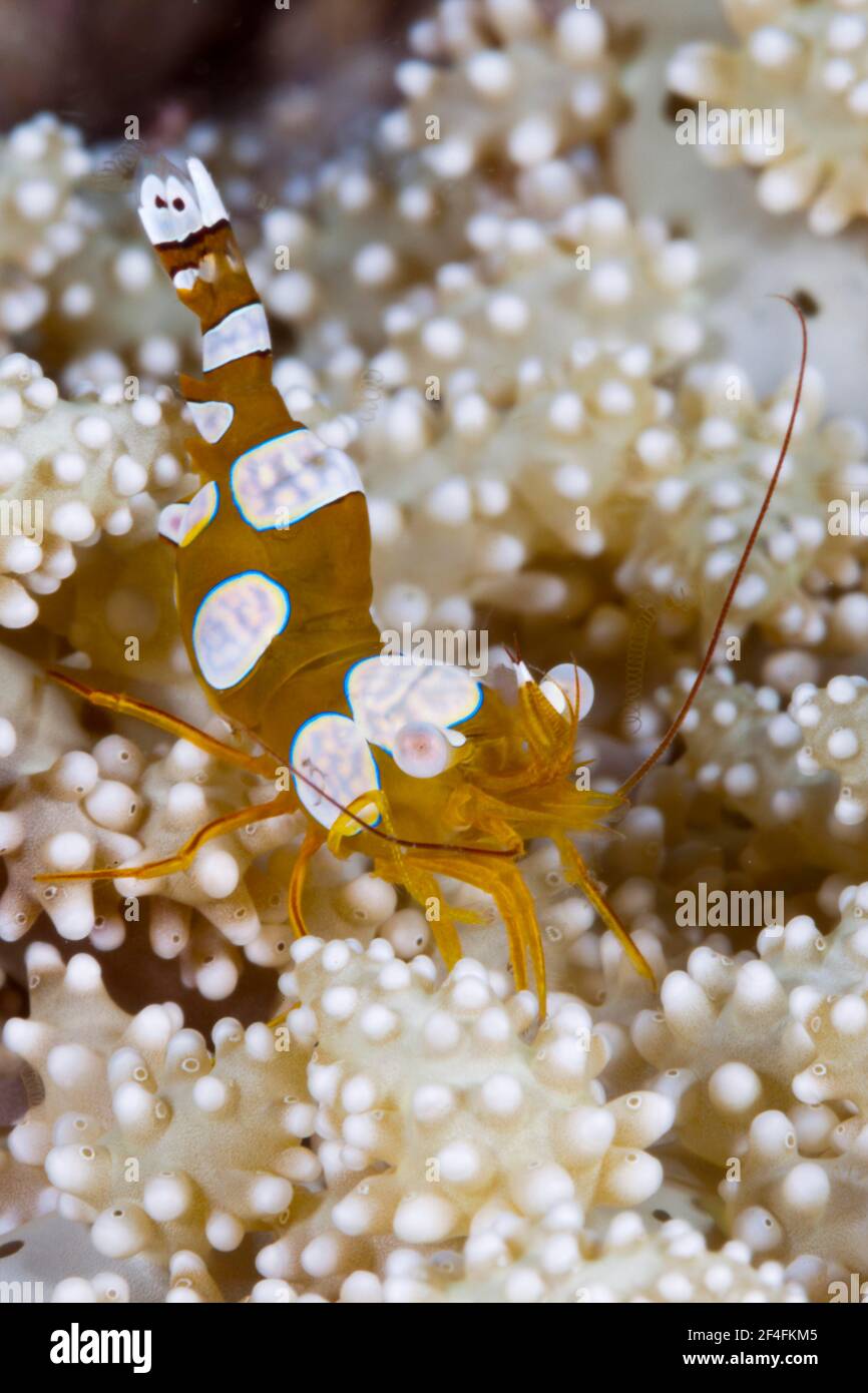 Zwerggarnelen (Thor amboinensis), Triton Bay, West Papua, Indonesien Stockfoto