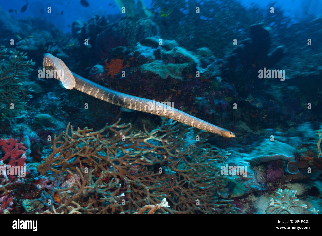 Seeschlange (laticauda semifasciata), Kai-Inseln, Molukken, Indonesien Stockfoto