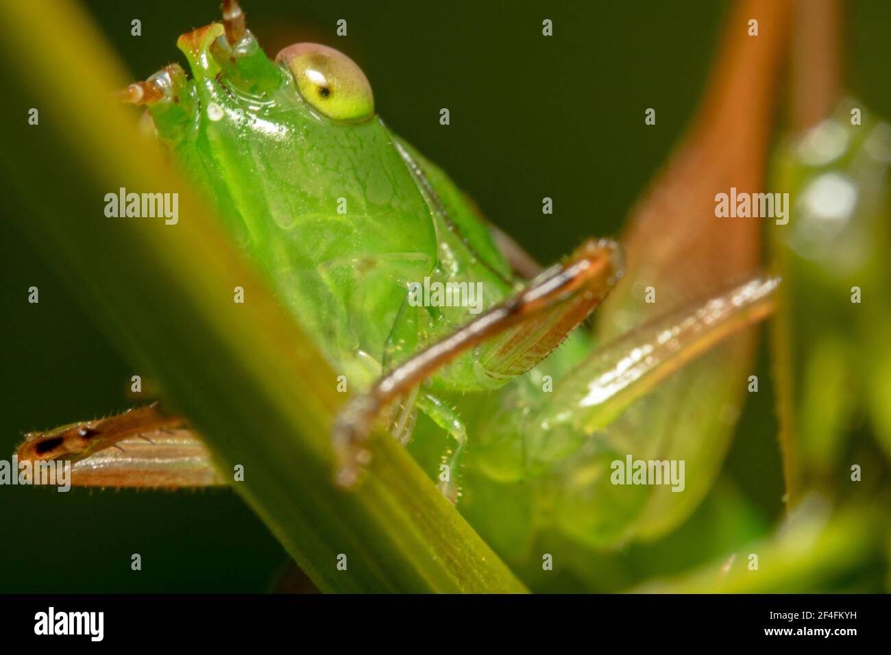 Hellgrüne Heuschrecke mit gelben Augen Stockfoto