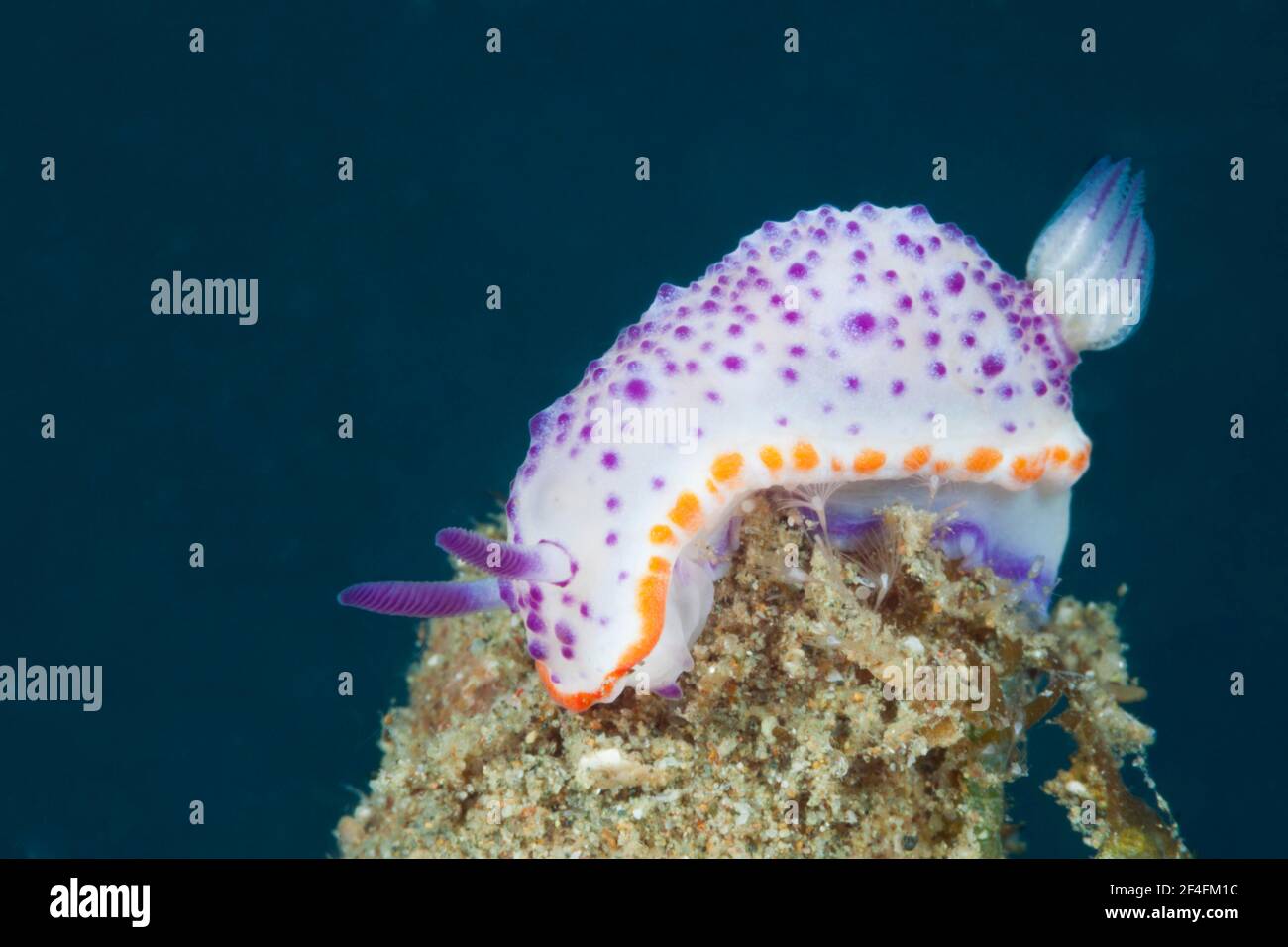 Prächtige Schnecke, Nudibranch (Mexichromis multituberculata), Ambon, Molukken, Indonesien Stockfoto