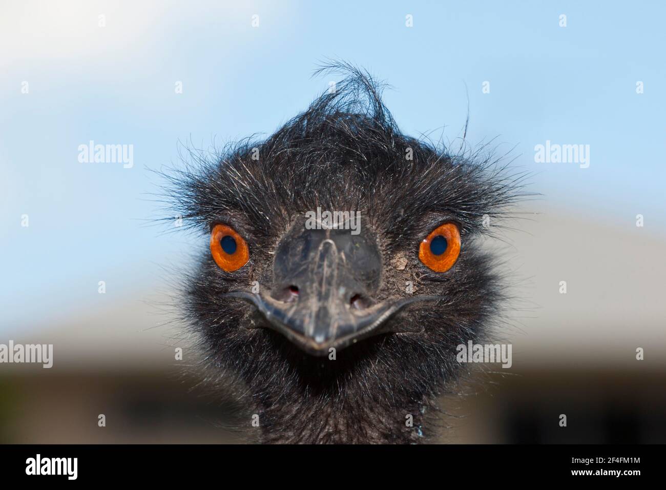 Leiter einer emu (Dromaius novaehollandiae), Brisbane, Australien Stockfoto
