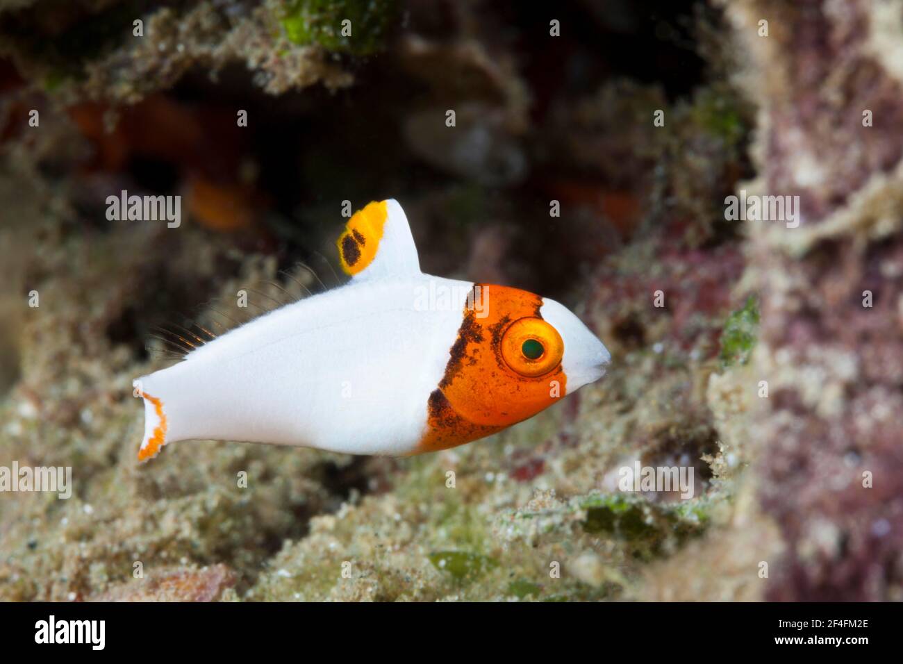 Jugendlicher Zweifarbpapageienfisch (Cetoscarus bicolor), Ambon, Molukken, Indonesien Stockfoto