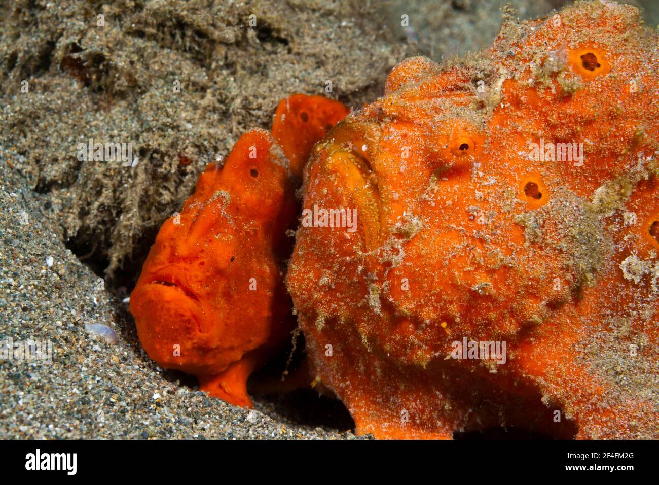 Paar orangefarbene Rundfleckige Anglerfische (Antennarius pictus), Ambon, Molukken, Indonesien Stockfoto