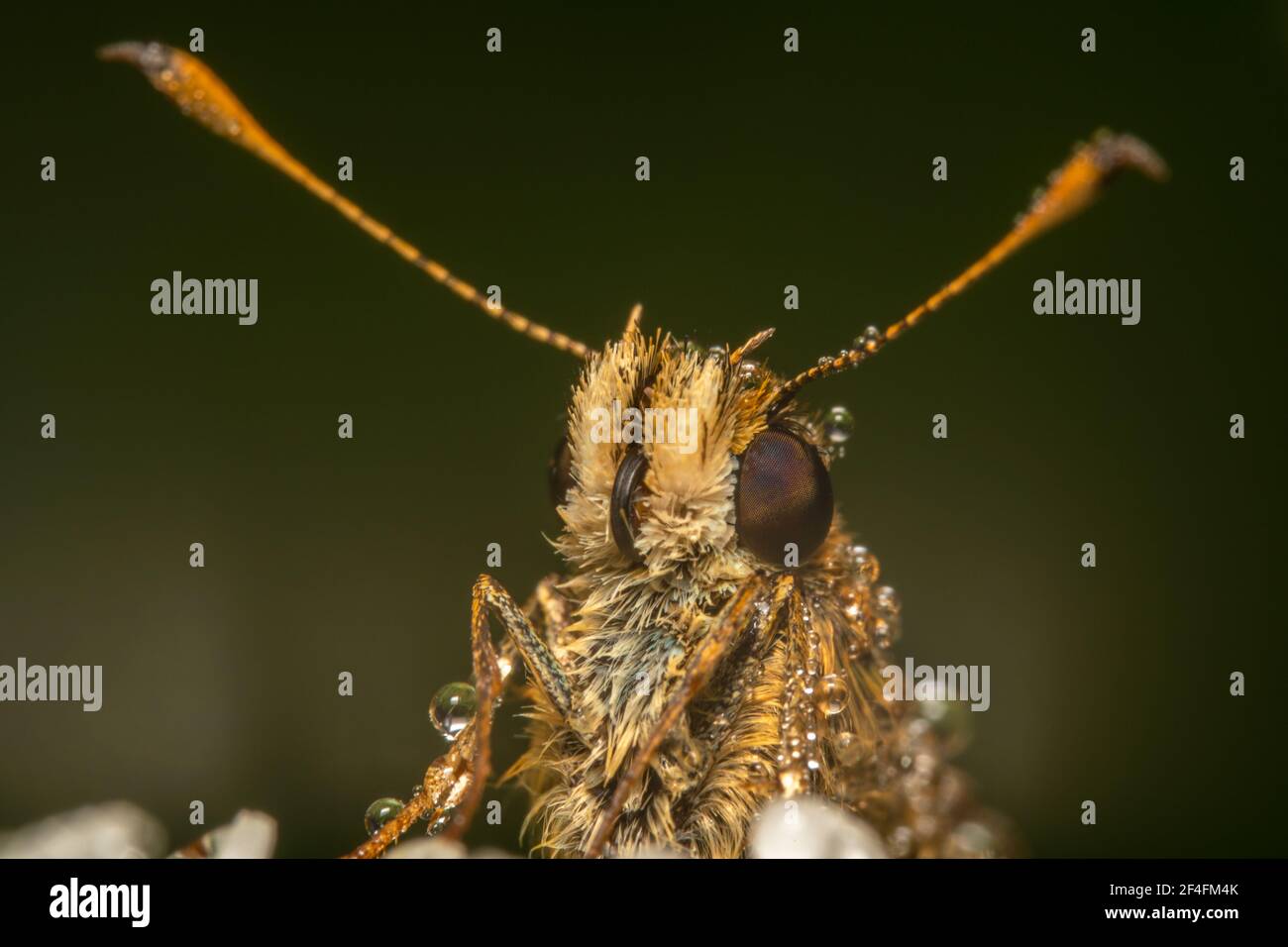 Kleiner Skipper schließen Makroaufnahme mit U-förmigen Antennen Stockfoto