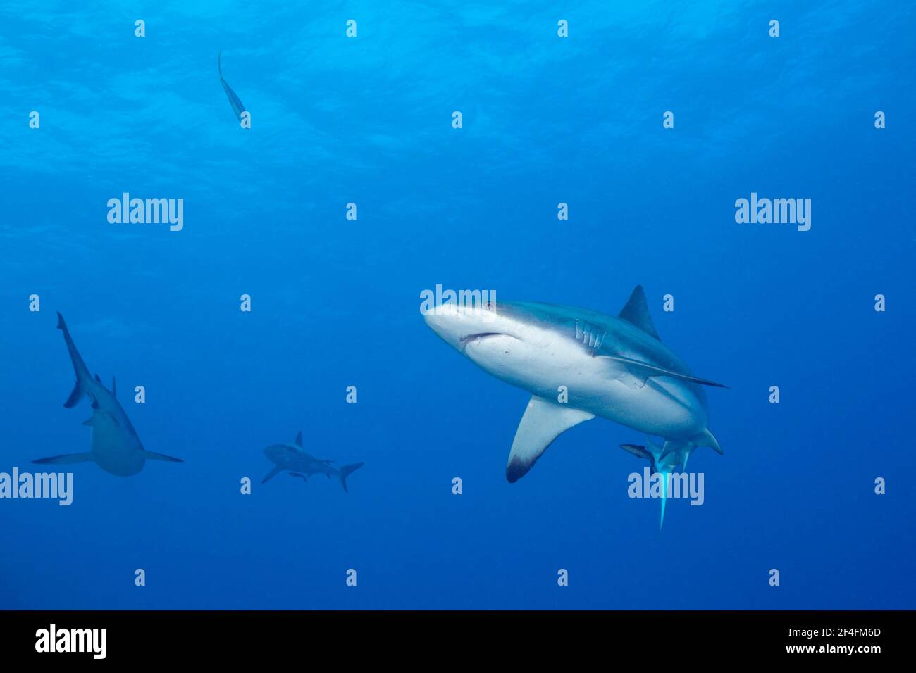 Grauer Riffhai (Carcharhinus amblyrhynchos), Fischadler Riff, Korallenmeer, Australien Stockfoto