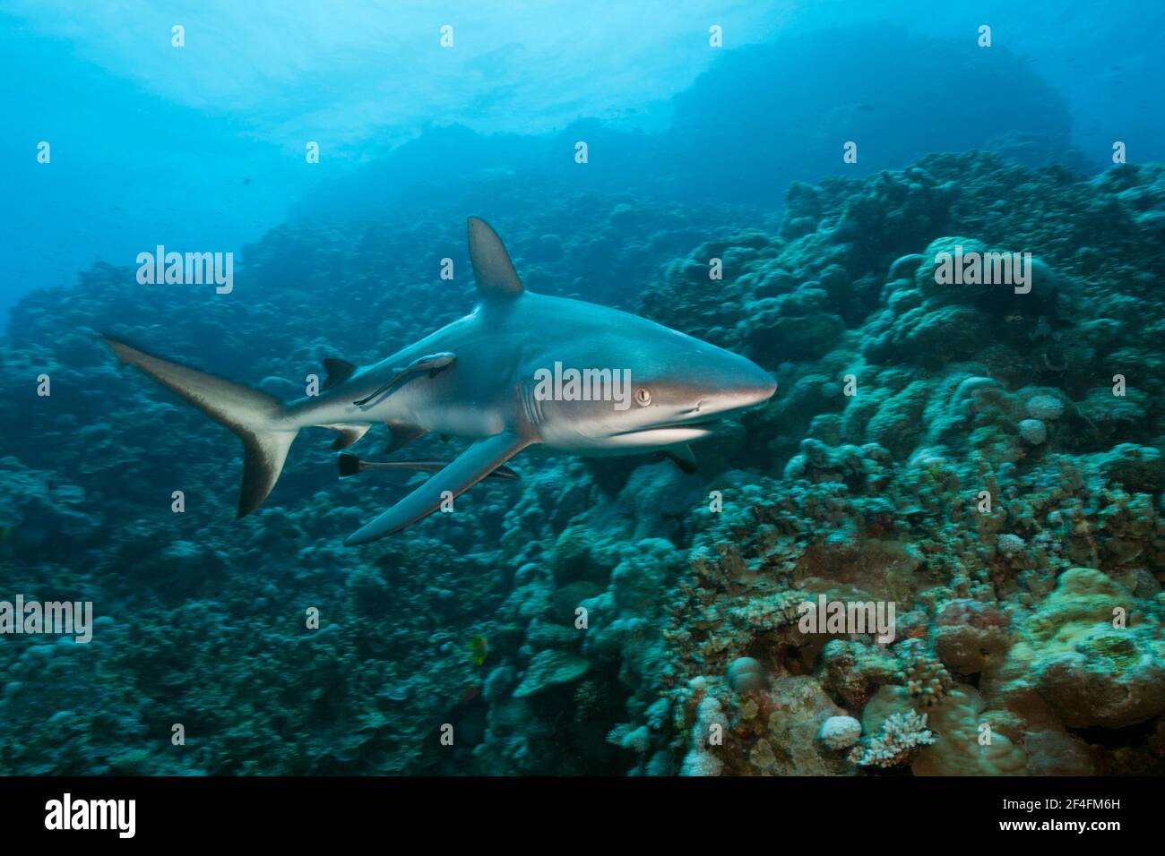 Grauer Riffhai (Carcharhinus amblyrhynchos), Fischadler Riff, Korallenmeer, Australien Stockfoto