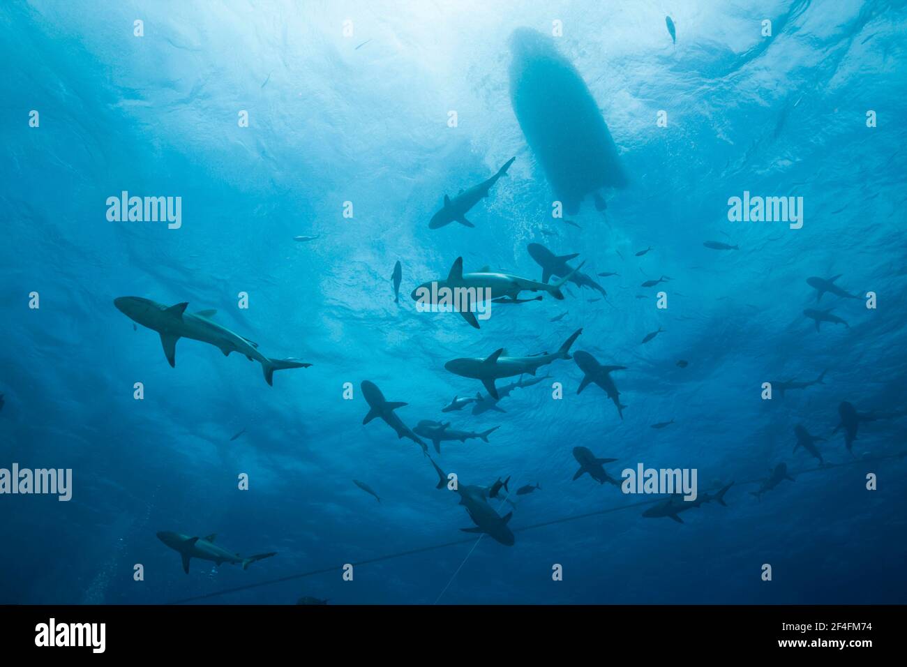 Fütterung grauer Riffhaie (Carcharhinus amblyrhynchos), Fischadler Riff, Korallenmeer, Australien Stockfoto