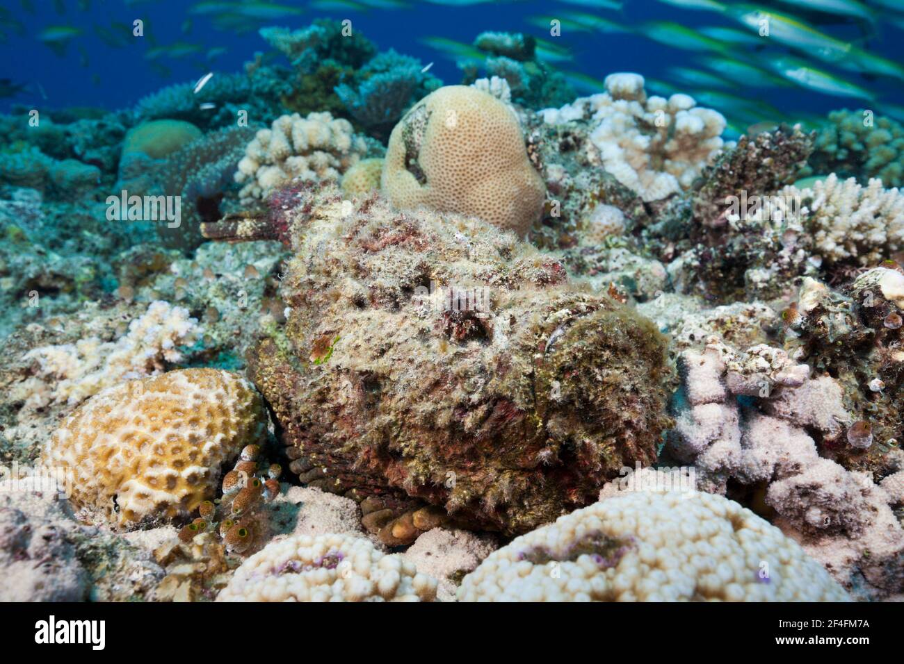 Riffsteinfisch (Sylancia verrucosa), Fischadler Reeff, Korallenmeer, Australien Stockfoto