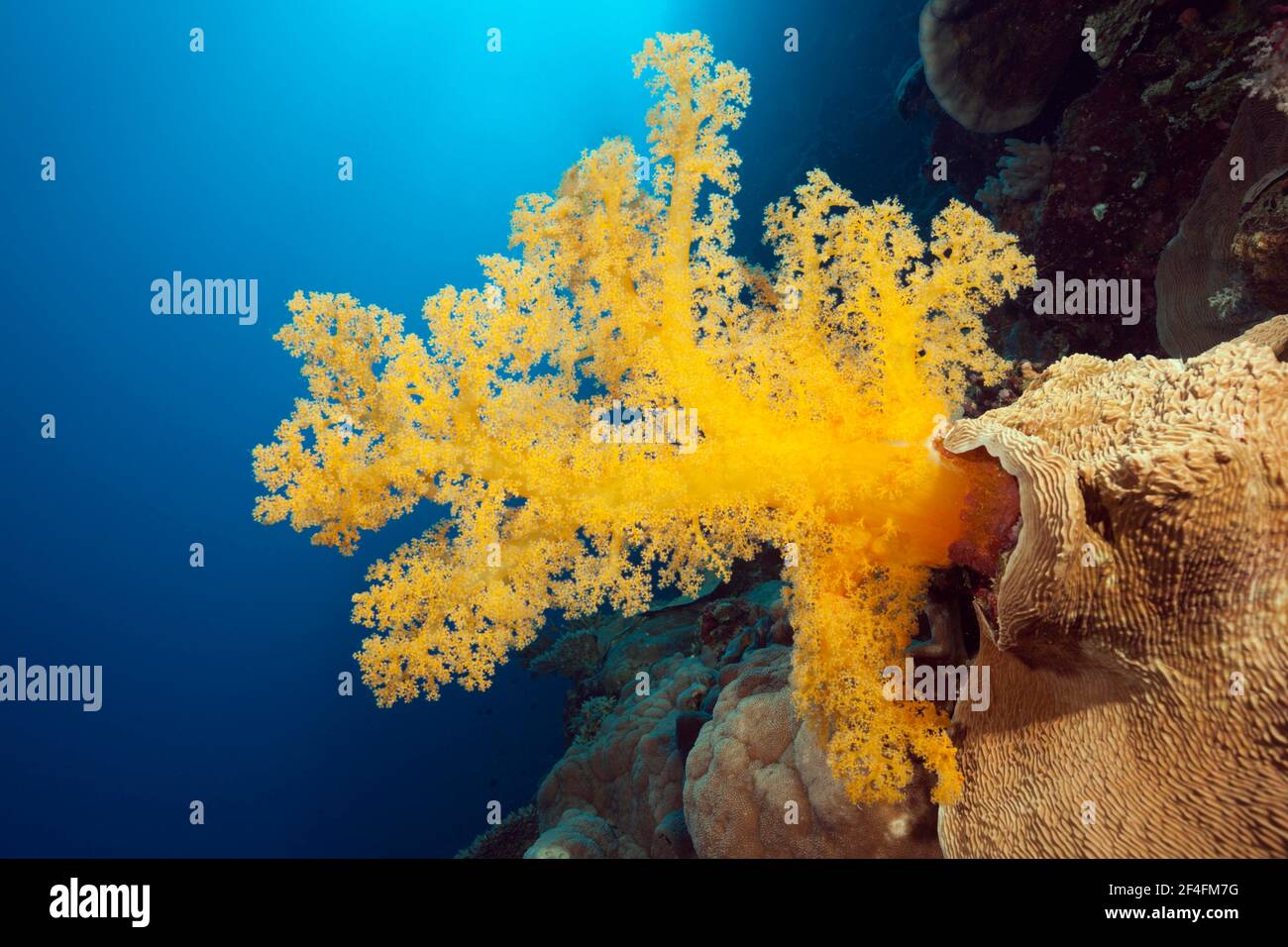 Gelbe Weichkoralle (Dendronephthya klunzingeri), Fischadler Riff, Korallenmeer, Australien Stockfoto