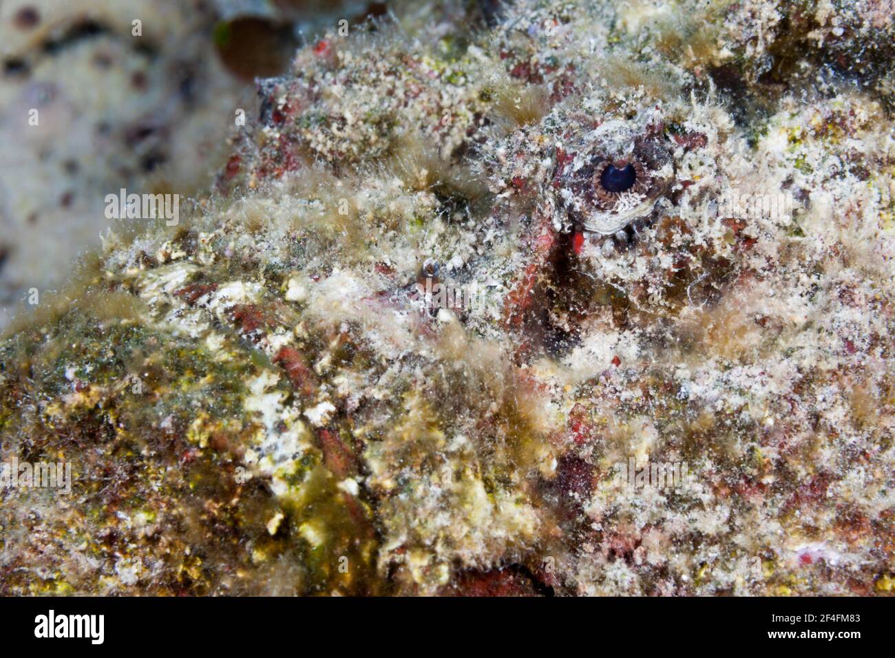 Riffsteinfisch (Sylancia verrucosa), Fischadler Reeff, Korallenmeer, Australien Stockfoto