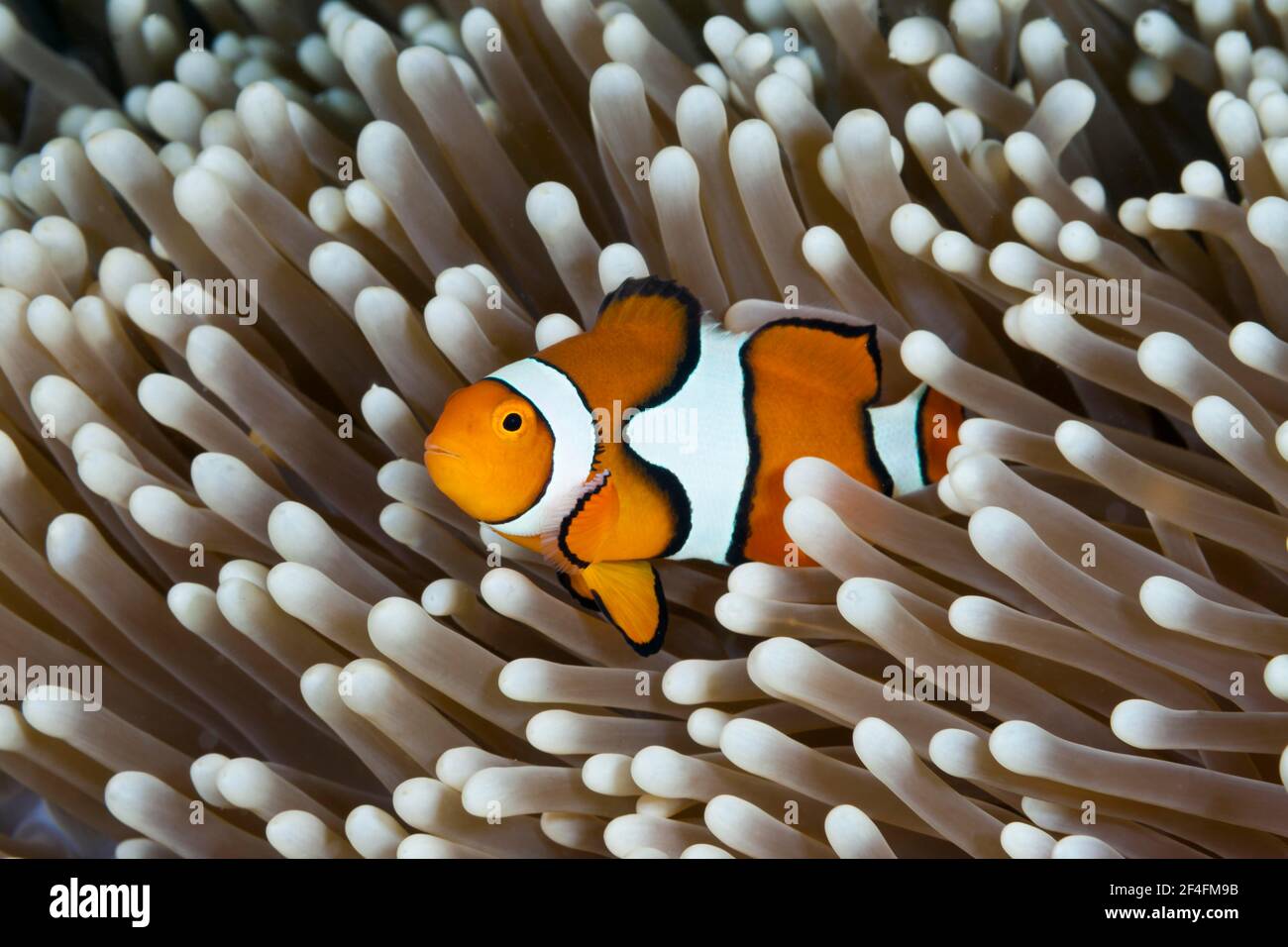 Echter Clown-Anemonefisch (Amphiprion percula), Great Barrier Reef, Australien Stockfoto