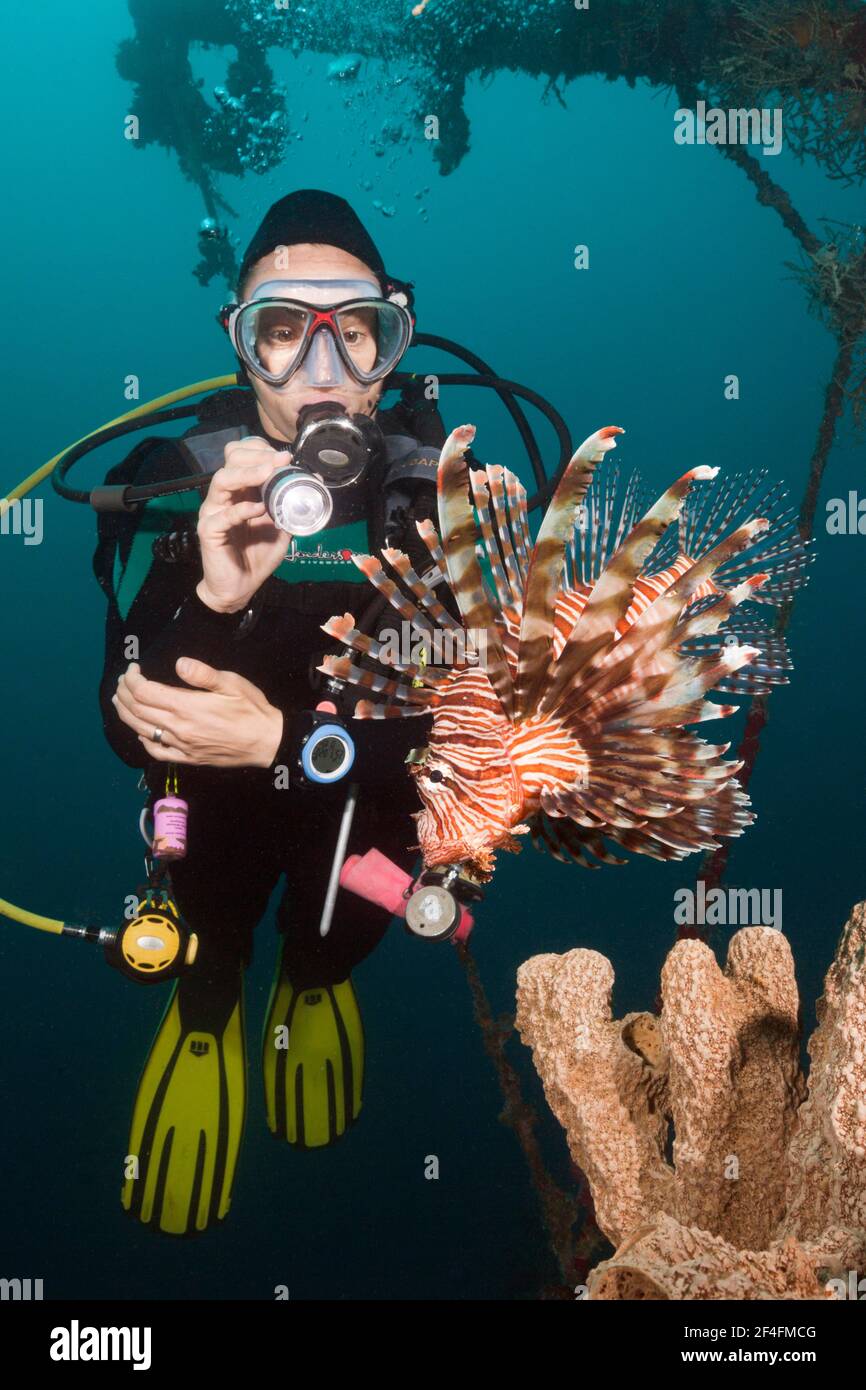 Löwenfisch am Mbike Wreck (Pterois volitans), Florida Inseln, Salomonen Stockfoto