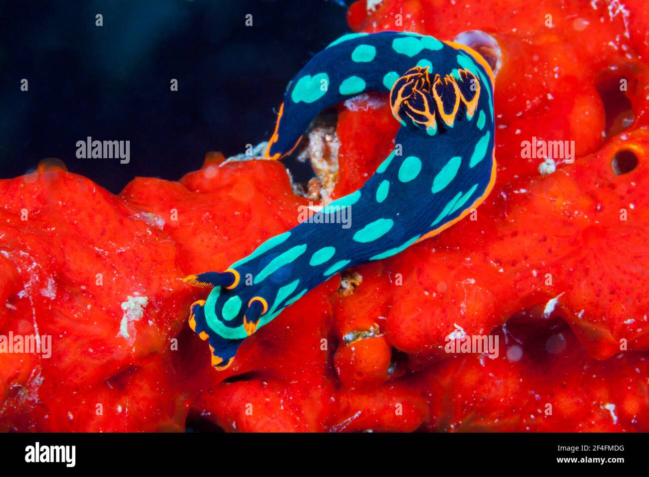 Neon-Sternschnecke (Nembrotha kubaryana), Florida-Inseln, Salomonen Stockfoto