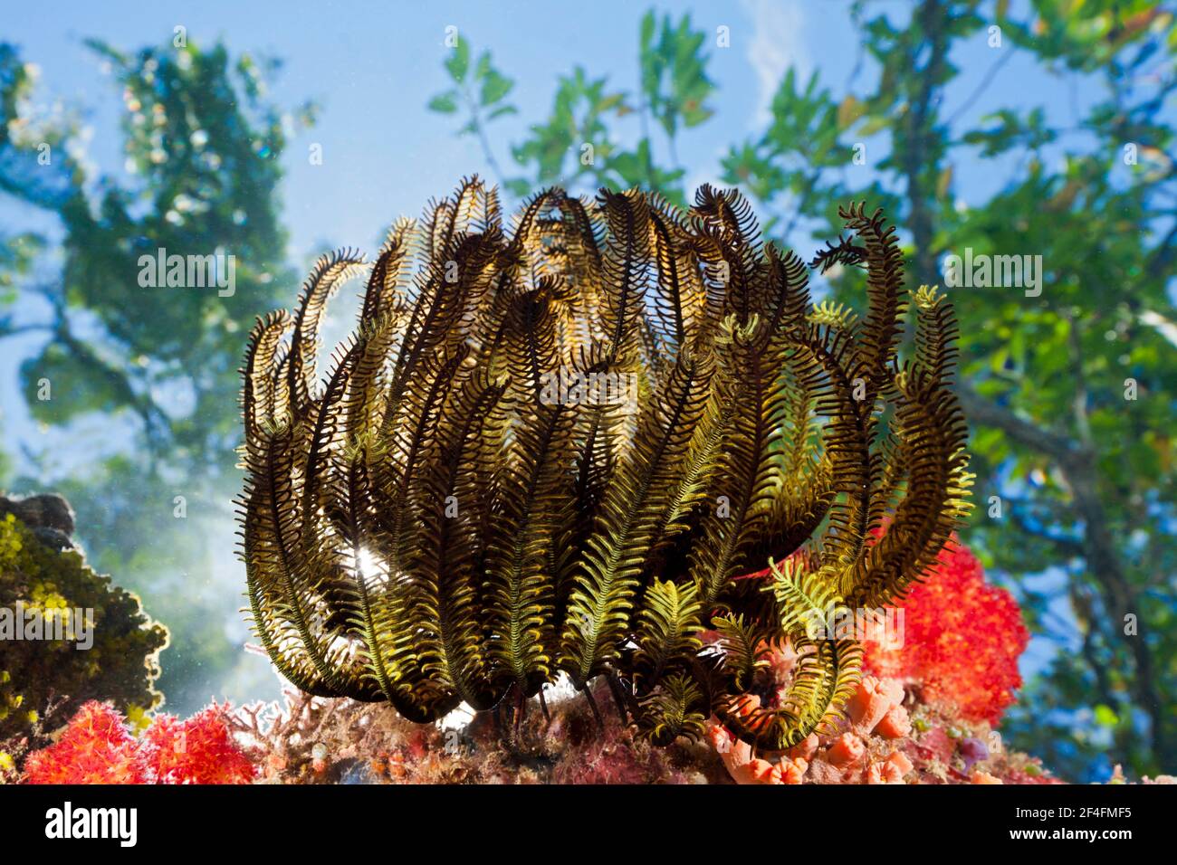 Federstern auf Riffdach (Comanthina schlegeli), Marovo Lagune, Salomonen Stockfoto