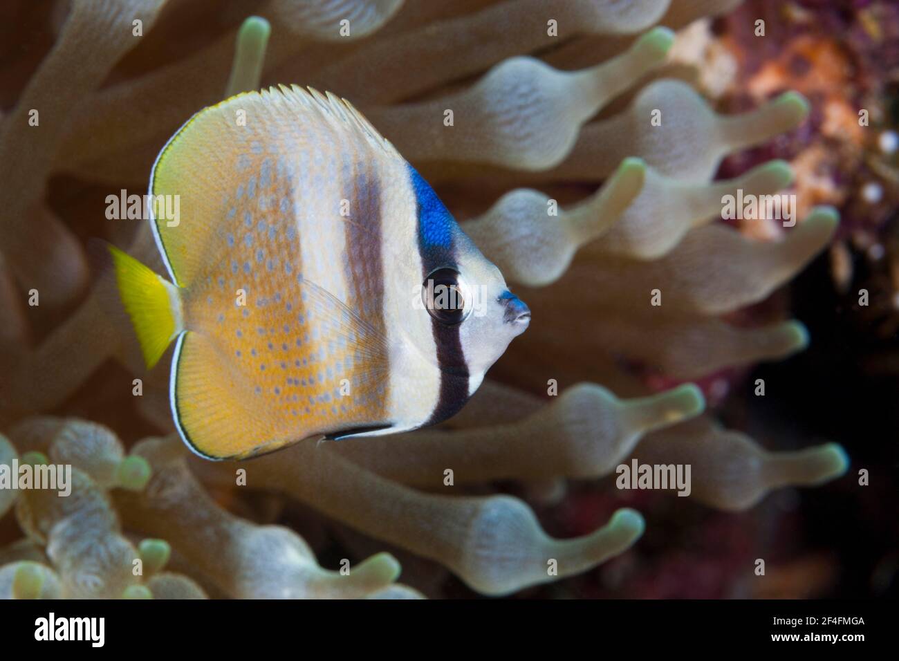 Sunburst Butterflyfish (Chaetodon kleinii), Florida Islands, Solomon Islands Stockfoto