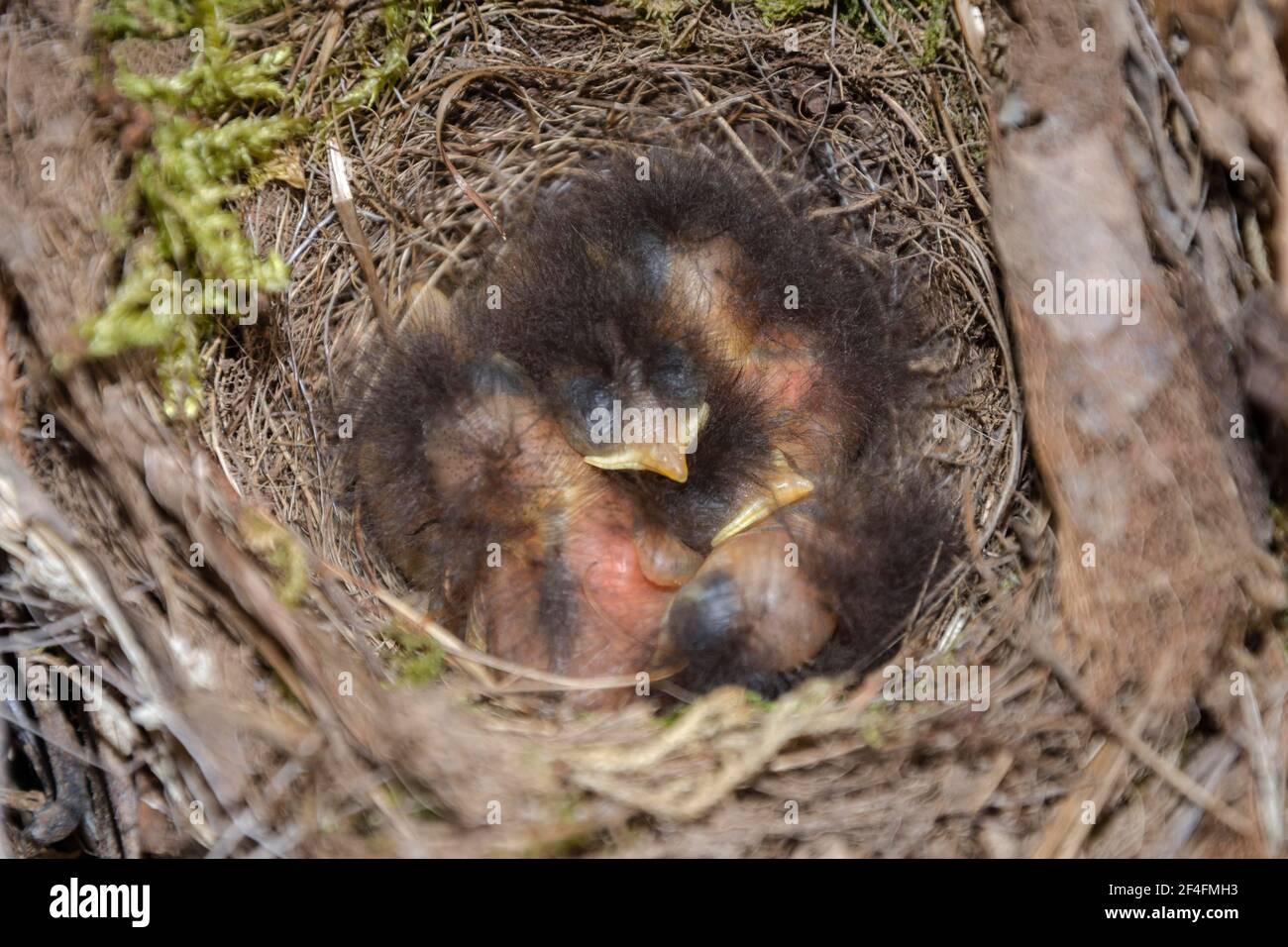 Rotkehlchen (Erithacus rubecula) Küken im Nest, Niedersachsen, Deutschland Stockfoto