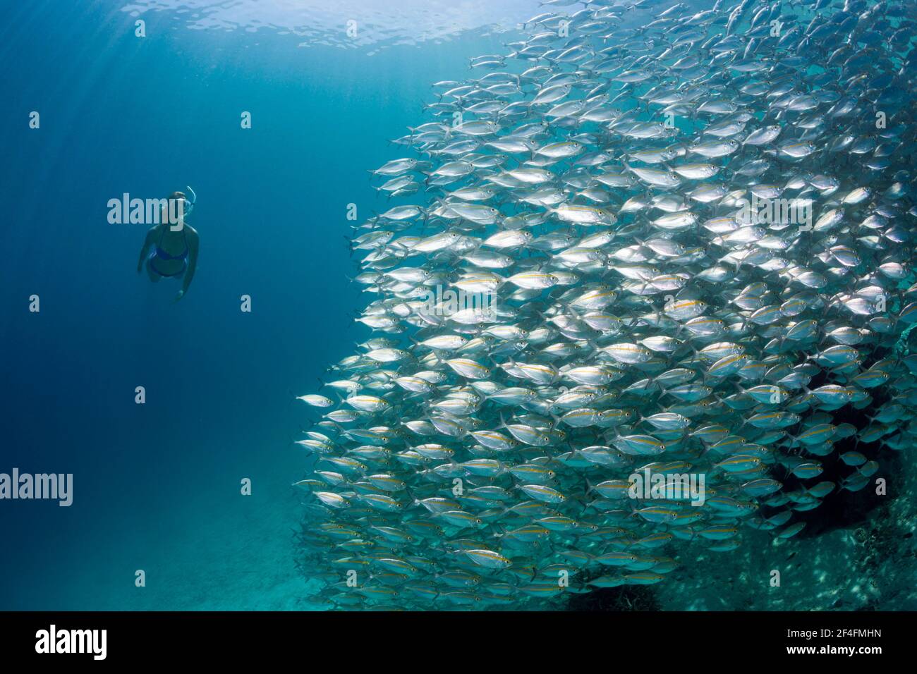 Schnorchler und Schule der Ochsenauge Makrele (Selar Boops), Florida Islands, Solomon Islands Stockfoto