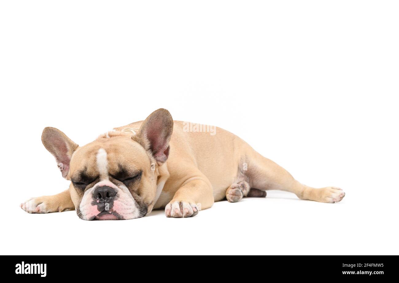 Eine anorexische französisch Bulldogge liegend Schlaf isoliert auf einem weißen Hintergrund, Gesundheit Hund Konzept Stockfoto