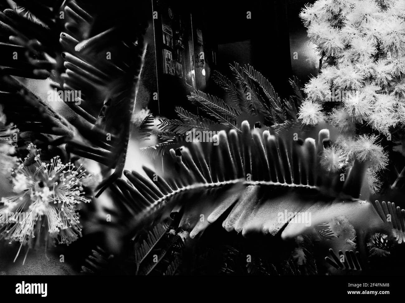 Während der warmen Jahreszeit blühen in den Gärten Sommerblumen. Sie kommen in verschiedenen Arten und Farben. Viele Sommerblumen Stockfoto