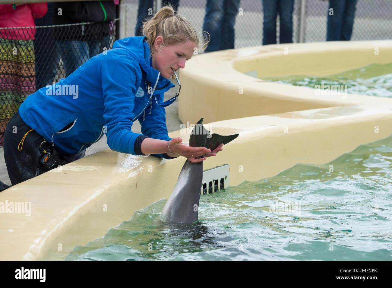Hafenschwein (Phocoena phocoena) Eco Mare, De Koog, Texel, Niederlande Stockfoto