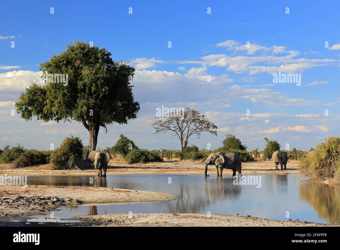 Afrikanischer Elefant (Loxodonta africana) Wasserloch, Savuti, Chobe National Park, Botswana Stockfoto
