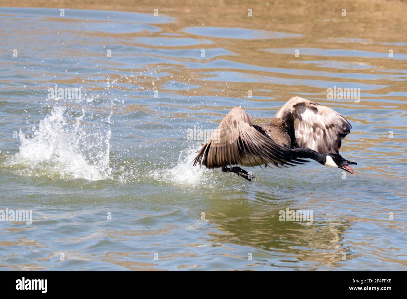 Eine Kanadagans, die ihr Territorium während des Frühlings im Südwesten von Ontario, Kanada, beschützt. Stockfoto
