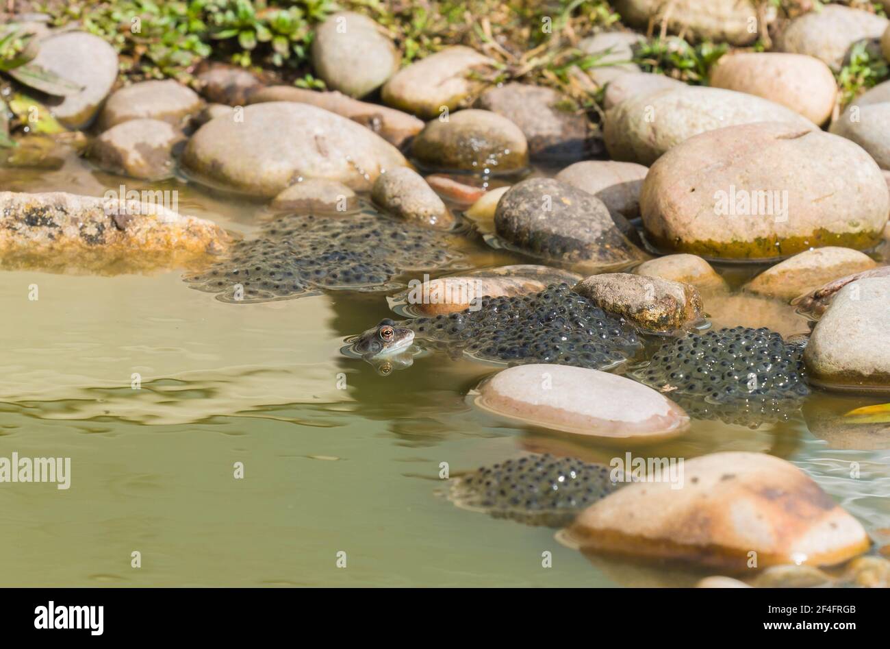 Gewöhnlicher männlicher Frosch (Rana temporaria) mit Kopf über Wasser und zuvor von Weibchen um Teichrand gelegt Laich, Hereford UK. März 2021. Stockfoto