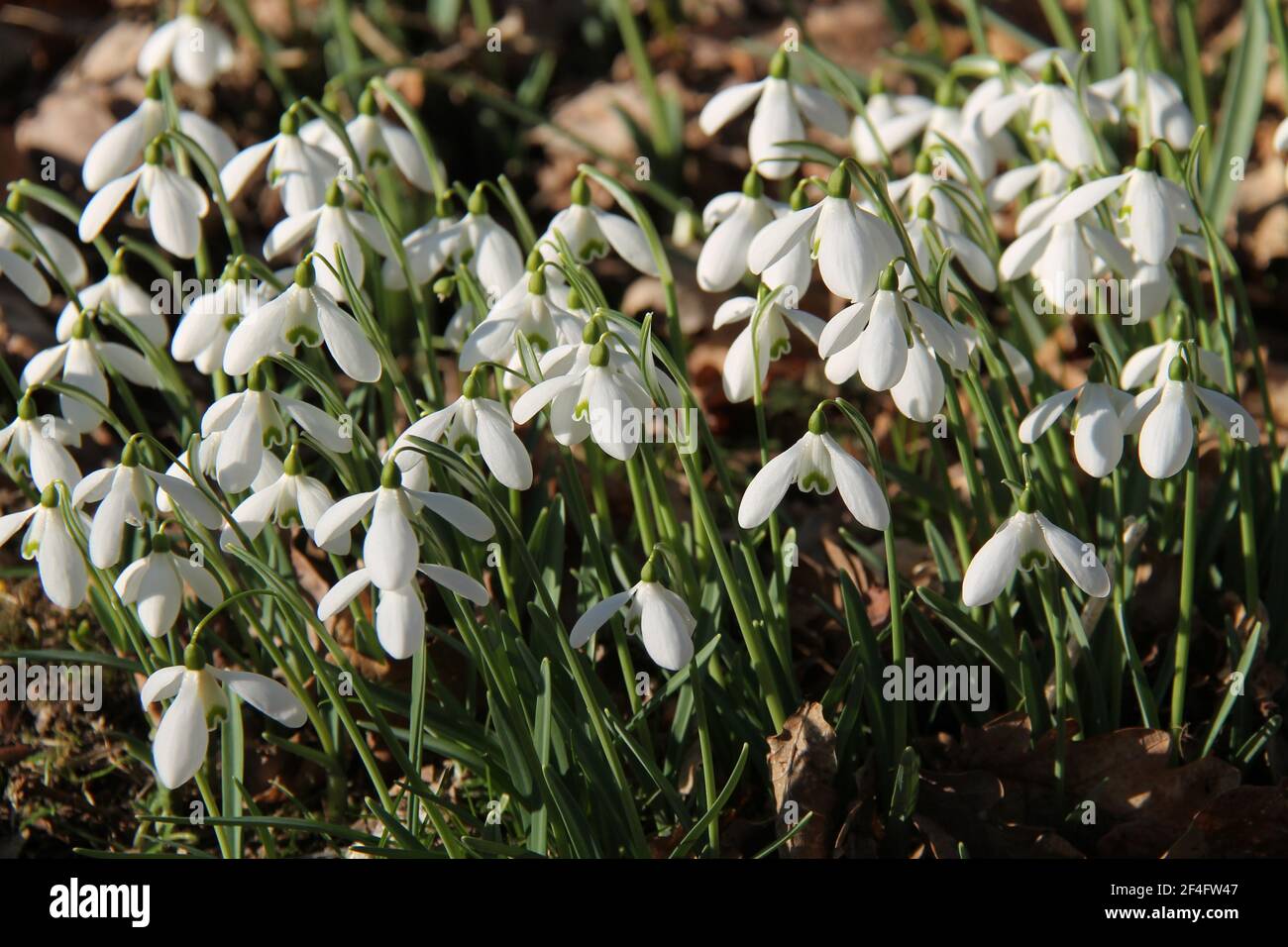 Eine schöne Gruppe von weißen Schneeglöckchen Frühlingsblumen. Stockfoto
