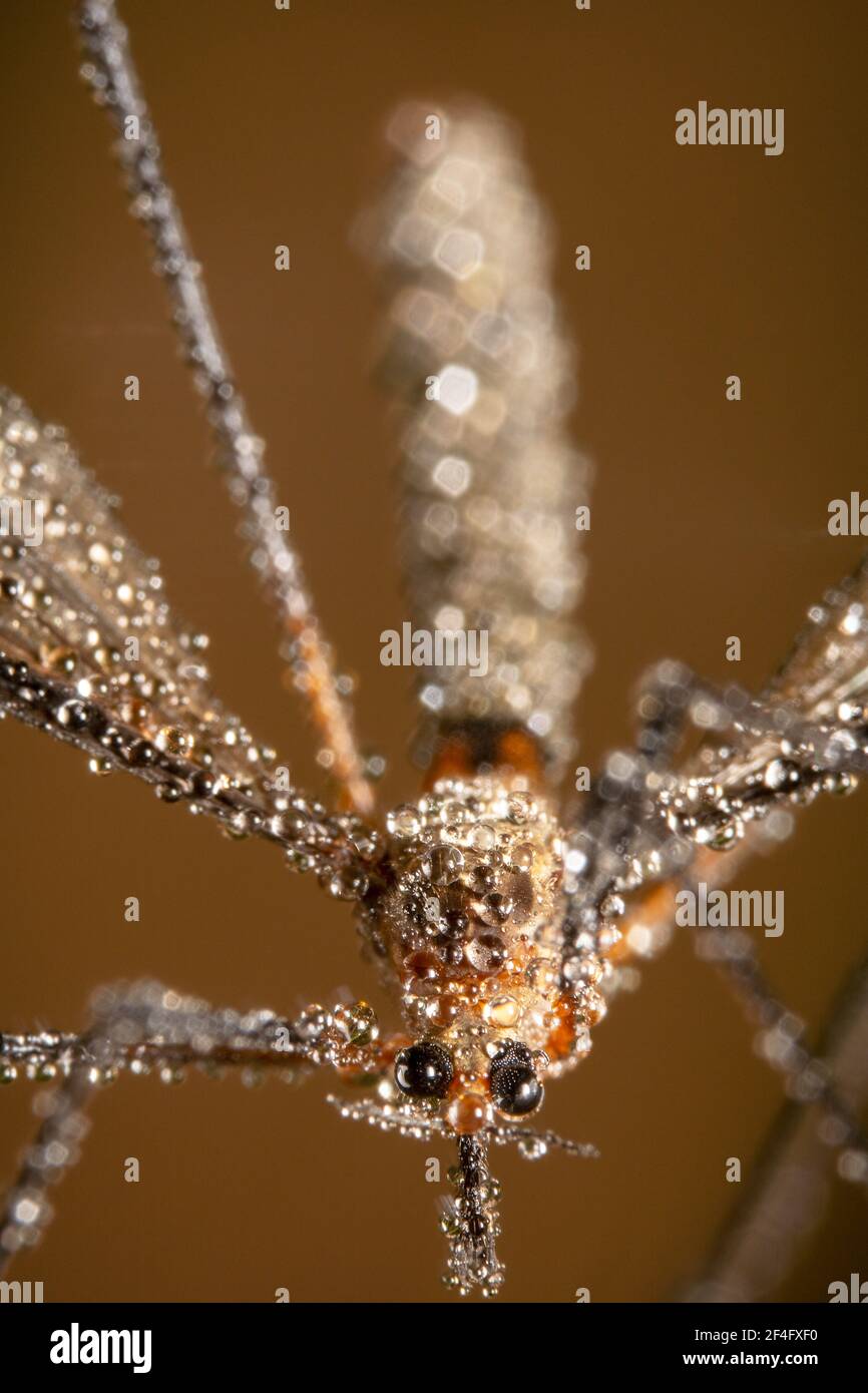 Gefrorene Mücke sieht aus wie ein Alien mit Wassertropfen alle Darüber Stockfoto