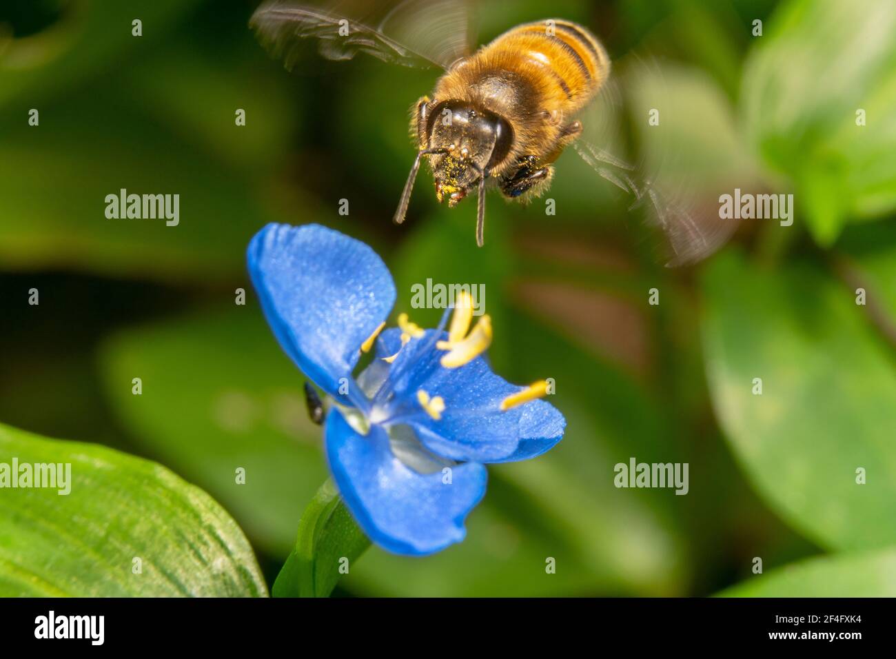 Honigbiene schwebt in der Luft mit verschwommenen Flügeln und Auf einer lila Blume landen Stockfoto