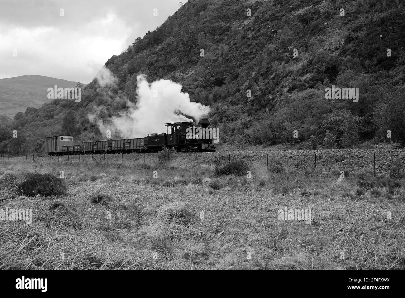 'Fiji' südlich von Bryn y Felin. Stockfoto