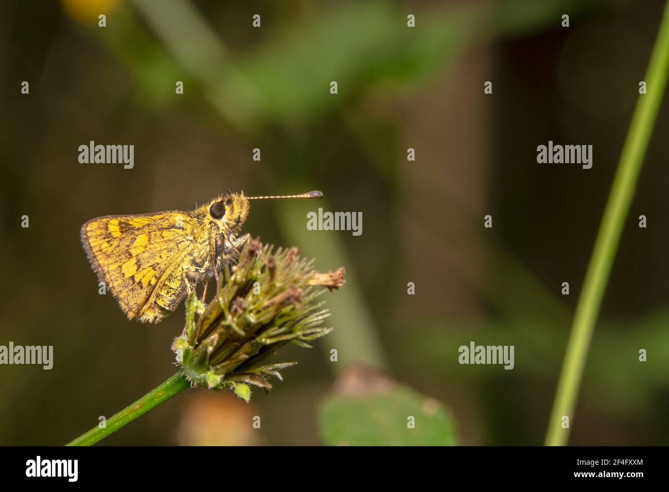 Kleiner Skipper Schmetterling sitzt auf einem Spikey Pflanze Stockfoto