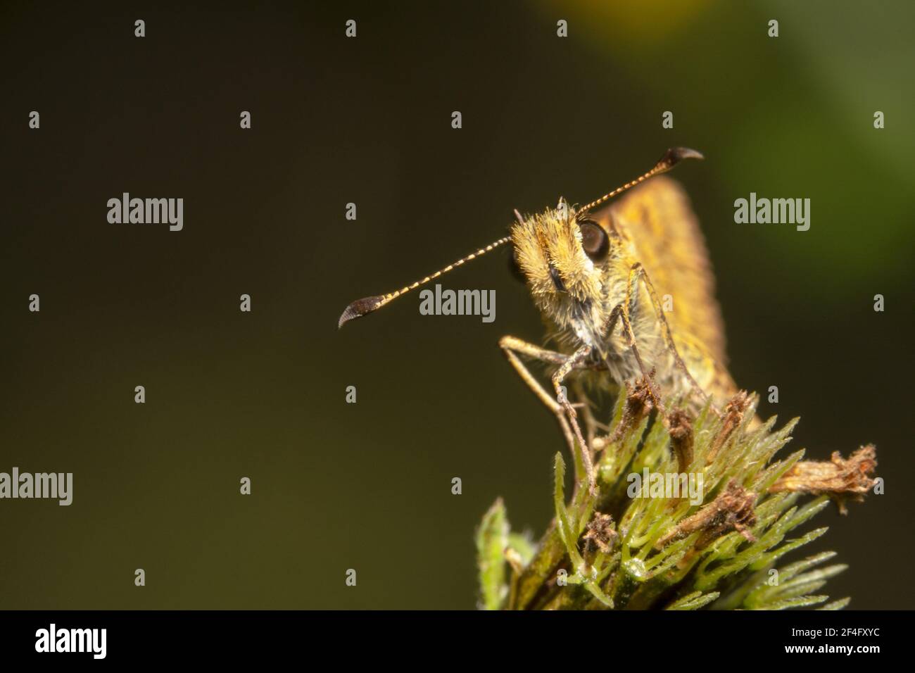 Kleine gelbe Skipper Schmetterling mit geraden Antennen suchen überrascht Stockfoto