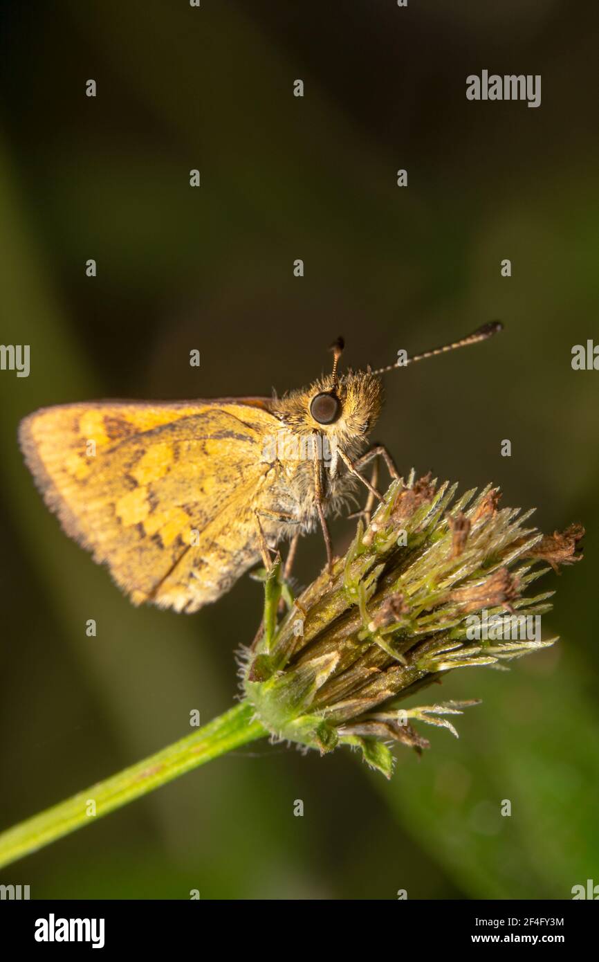Ganzkörperaufnahme eines kleinen Skipper Schmetterlings mit Pointy Antennen Stockfoto