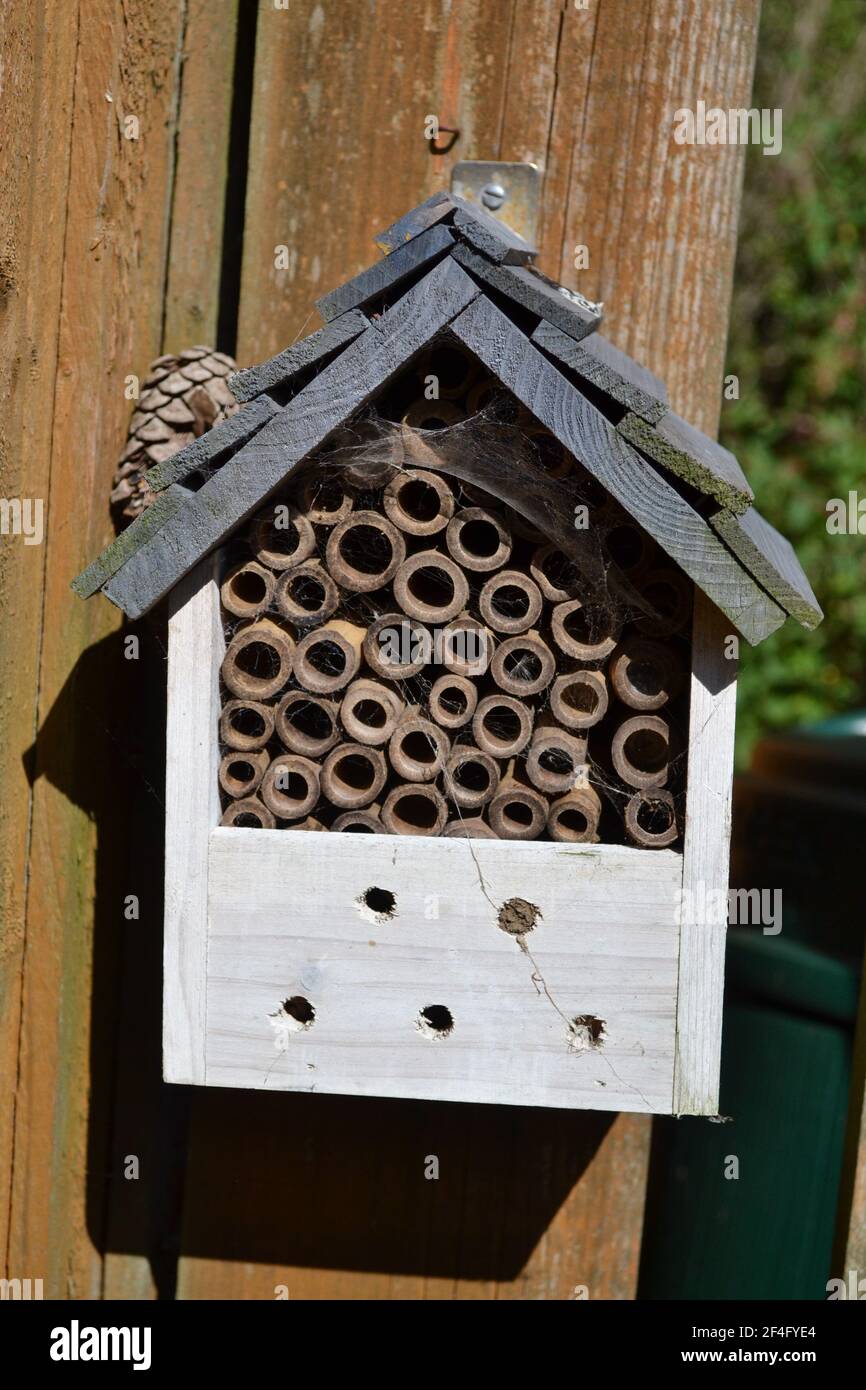 Holzfehler Hotel / Bug House Im Garten / Schrebergott - Bambusstäbchen Für Insekten - Insektenhaus - Geben Sie der Natur EIN Zuhause - Wildlife Protection - UK Stockfoto
