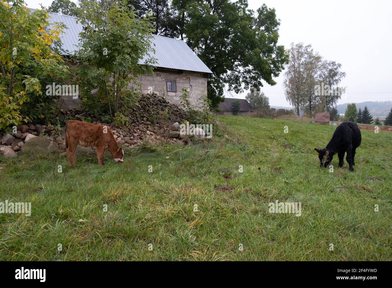 Polen, Podlasie - 11. Oktober 2020: Kuh in der Landschaft Podlasie Stockfoto