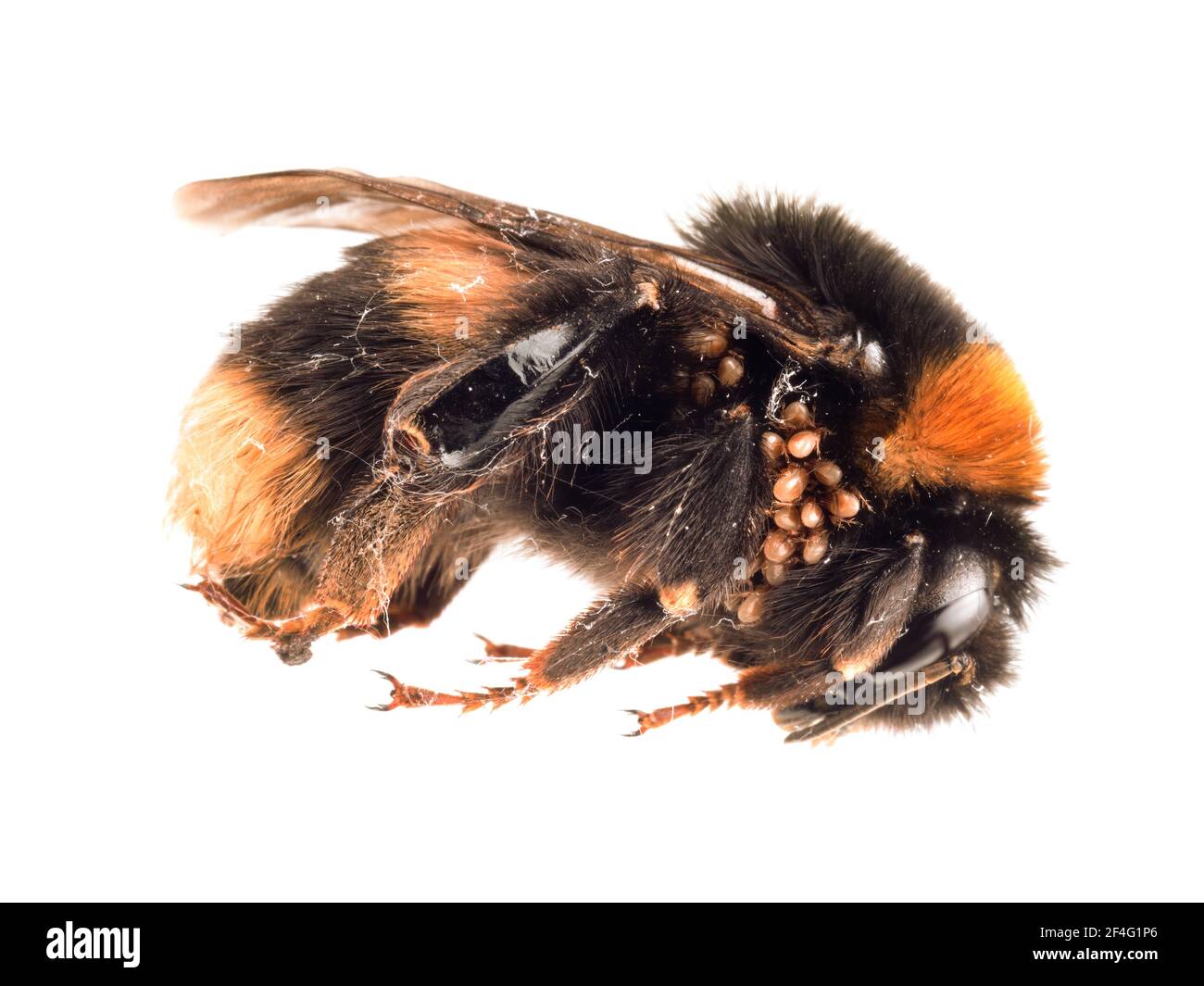 Tot gefunden - Bombus terrestris aka Buff-tailed oder große Erdhummel mit Nestmilben. Stockfoto