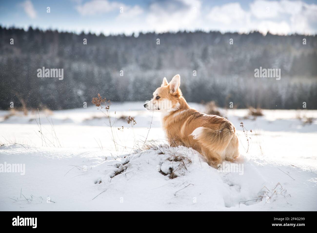 Welsh Corgi Pembroke steht im Schnee Stockfoto