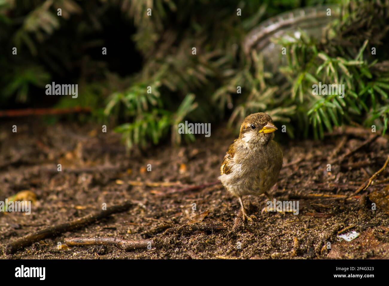 Porträt eines Sumpfspatzen im Central Park Stockfoto