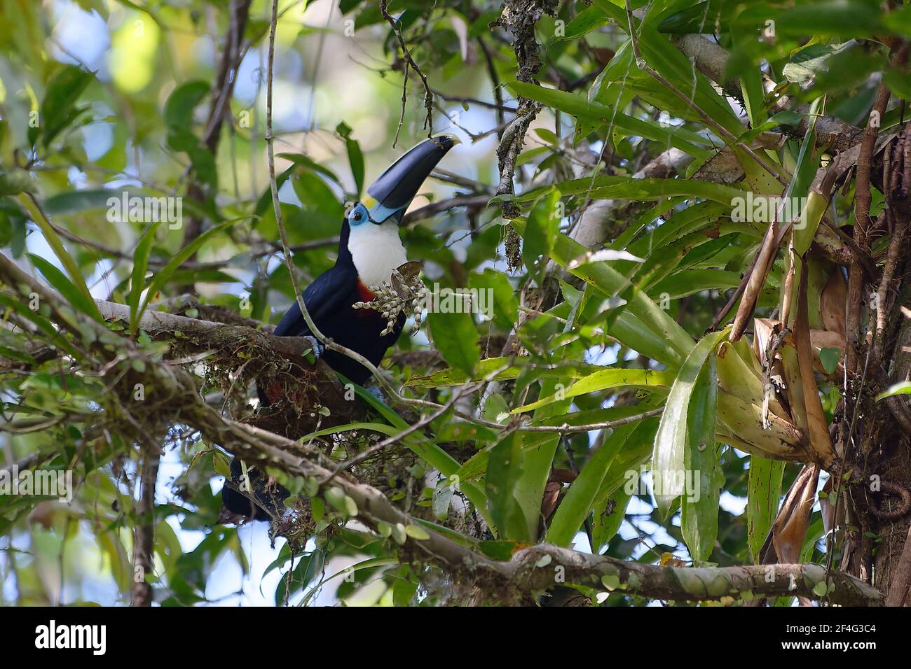 Kanalschnabel-Toucan (Ramphastos vitellinus) im Cuyabeno Wildlife Reserve (Amazonien, Ecuador) Stockfoto