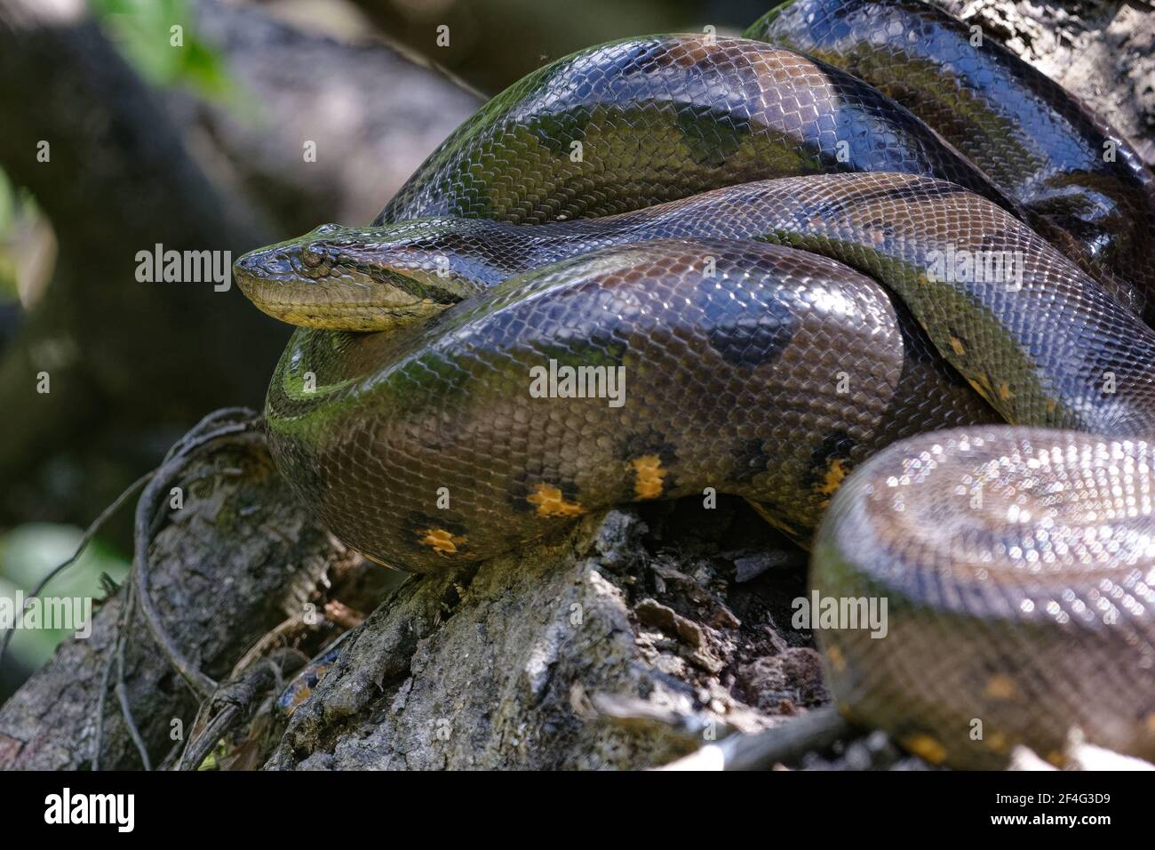 Große Anakonda Stockfotos und -bilder Kaufen - Alamy