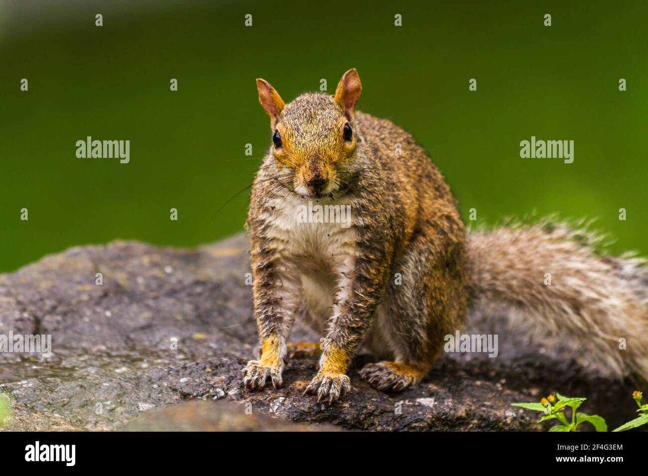 Nahaufnahme eines östlichen Grauhörnchens (Sciurus carolinensis) Blick auf die Kamera im Central Park Stockfoto