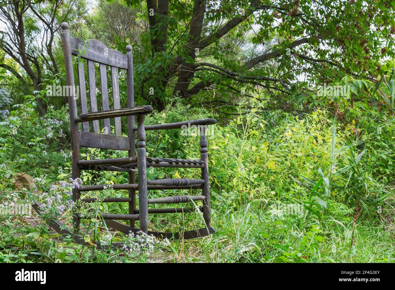 Alter Holzstuhl hoch zurück Schaukelstuhl auf erhöhte Plattform umrandet Von Boltonia asteroides - Falsche Kamille oder Falsche Aster in Garten im Hinterhof Stockfoto