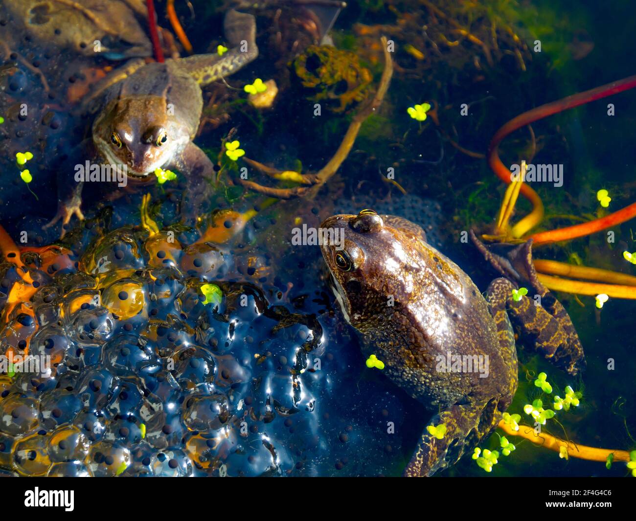 Paarung von Froschen Rana temporaria in einem Gartenteich auf Ein sonniger Frühlingstag Stockfoto